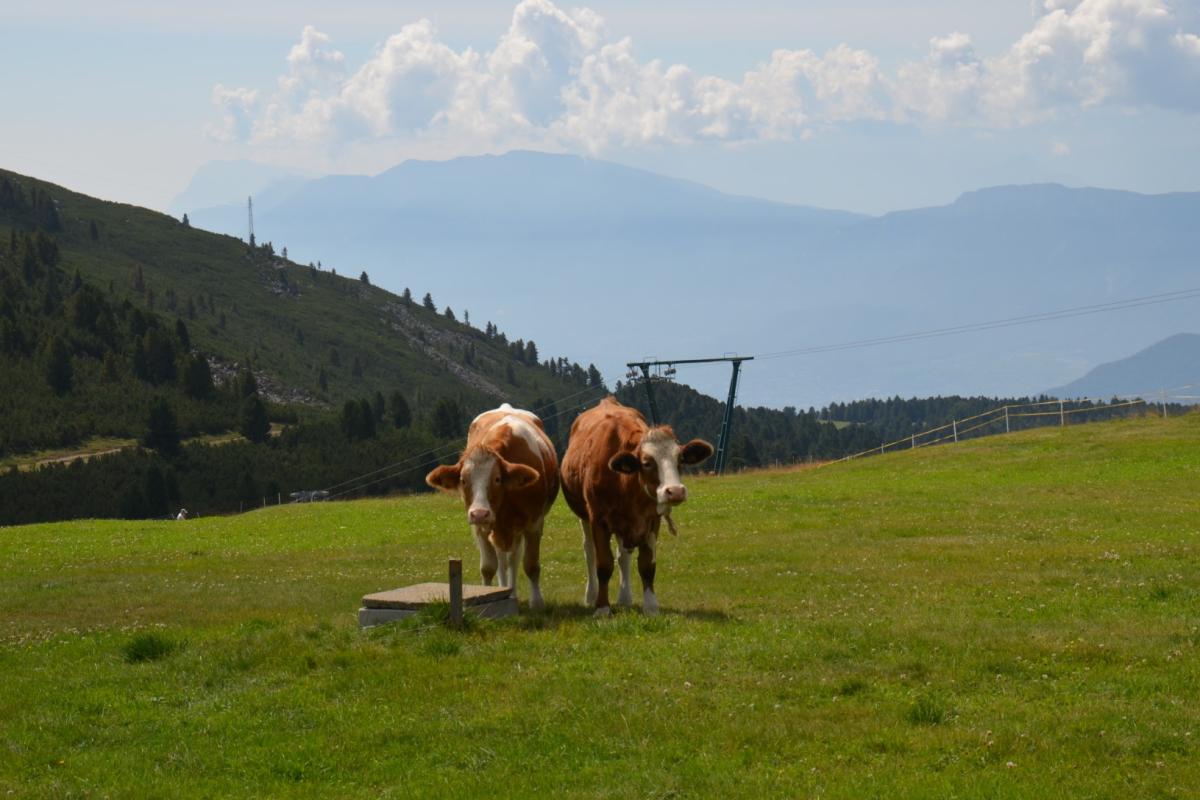 Latschenoelbrennerei 27.08.2019